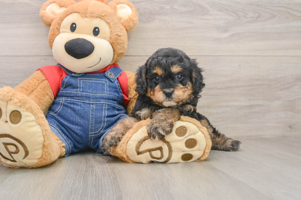 Energetic Cavoodle Poodle Mix Puppy