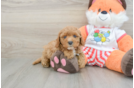 Best Cavapoo Baby