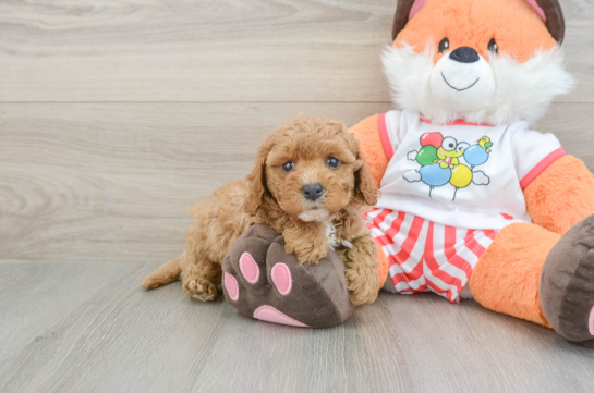 Best Cavapoo Baby