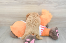 Cavapoo Puppy for Adoption