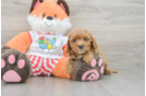 Energetic Cavoodle Poodle Mix Puppy