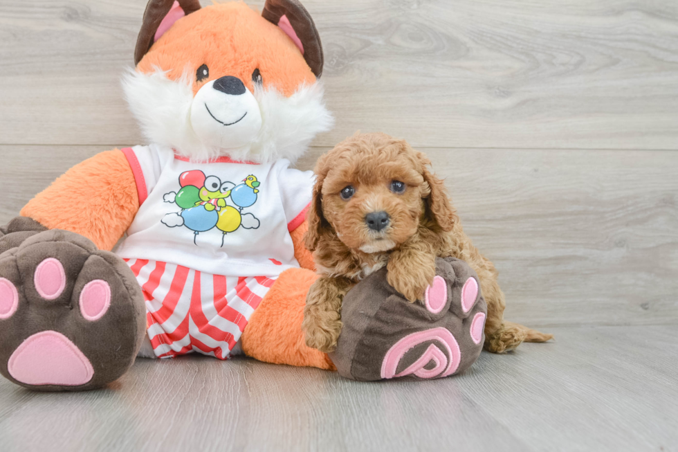 Energetic Cavoodle Poodle Mix Puppy