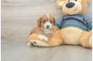 Adorable Cavalier King Charles Spaniel and Poodle Mix Poodle Mix Puppy