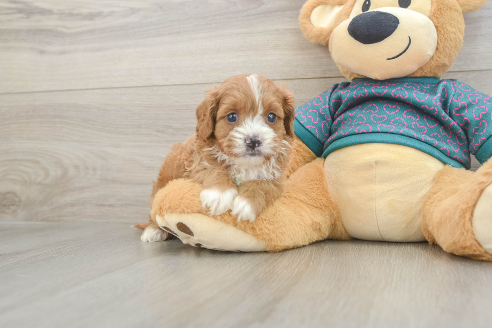 Adorable Cavalier King Charles Spaniel and Poodle Mix Poodle Mix Puppy
