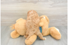 Best Cavapoo Baby