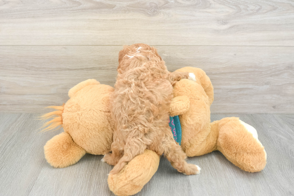 Best Cavapoo Baby