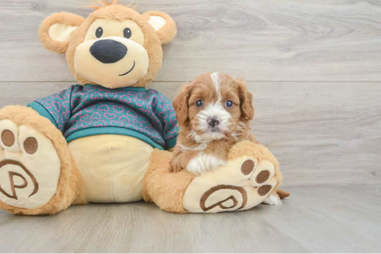 Small Cavapoo Baby
