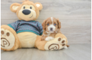 Small Cavapoo Baby