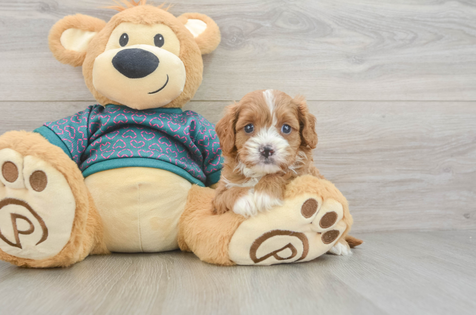 6 week old Cavapoo Puppy For Sale - Pilesgrove Pups
