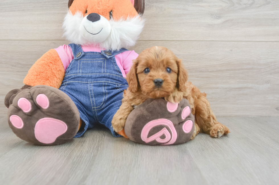 6 week old Cavapoo Puppy For Sale - Pilesgrove Pups