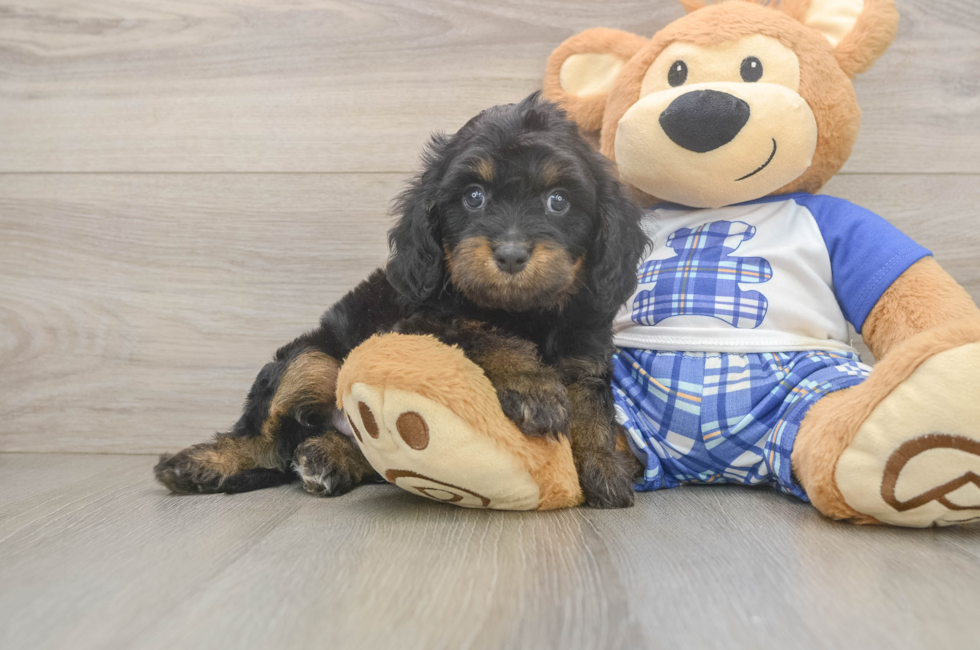 6 week old Cavapoo Puppy For Sale - Pilesgrove Pups