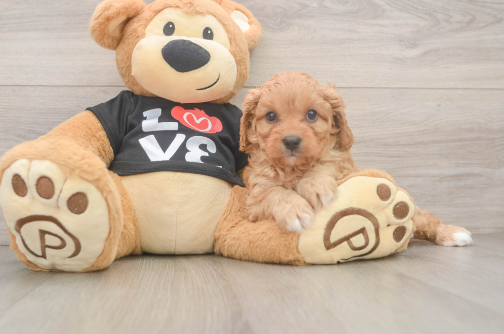 7 week old Cavapoo Puppy For Sale - Pilesgrove Pups