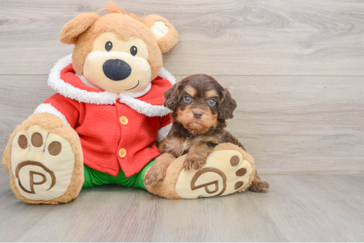 Cavapoo Puppy for Adoption