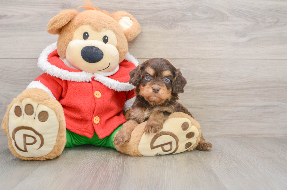 5 week old Cavapoo Puppy For Sale - Pilesgrove Pups