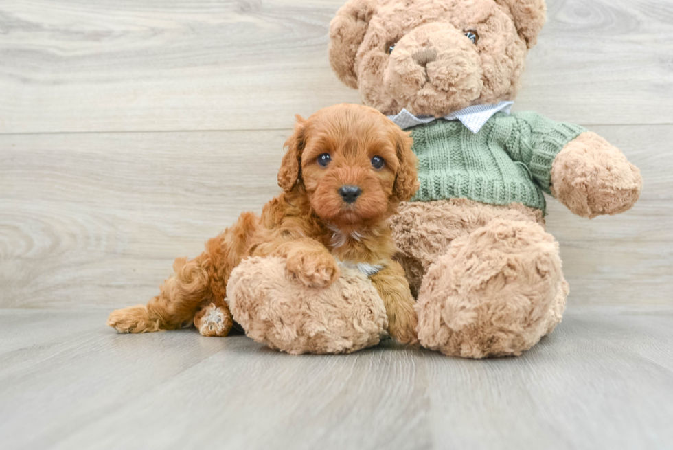 Cavapoo Puppy for Adoption