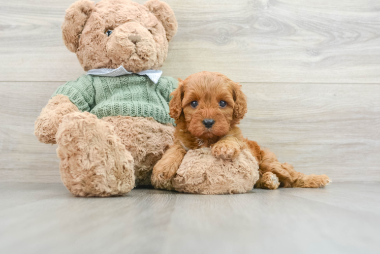 Cavapoo Puppy for Adoption