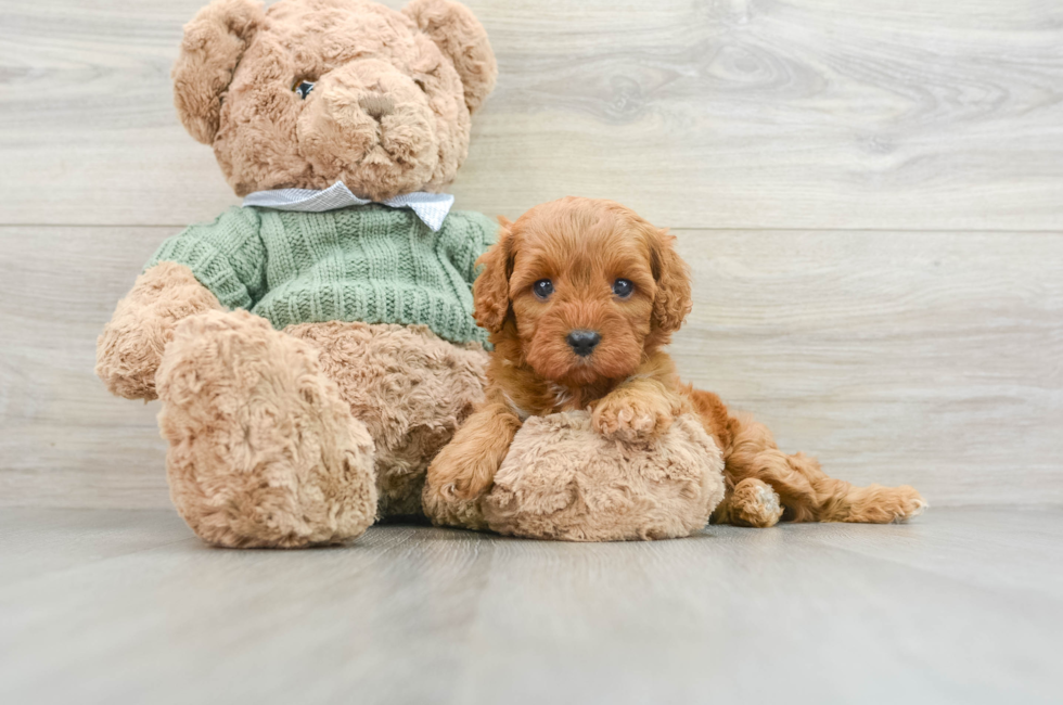 5 week old Cavapoo Puppy For Sale - Pilesgrove Pups