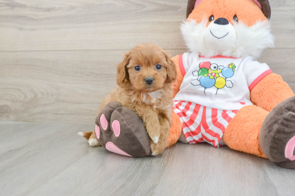 Funny Cavapoo Poodle Mix Pup