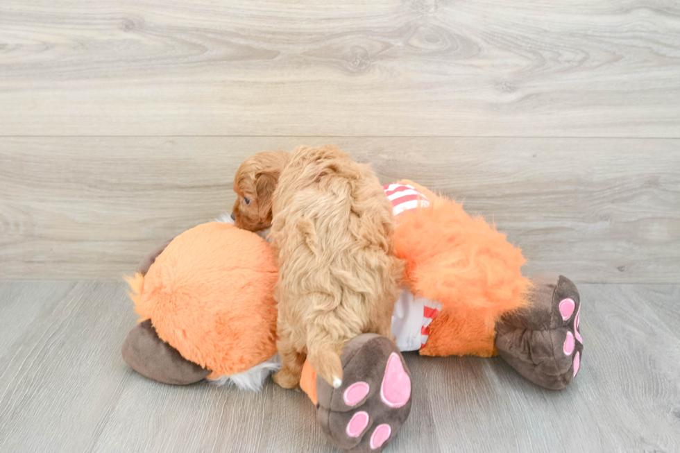 Funny Cavapoo Poodle Mix Pup