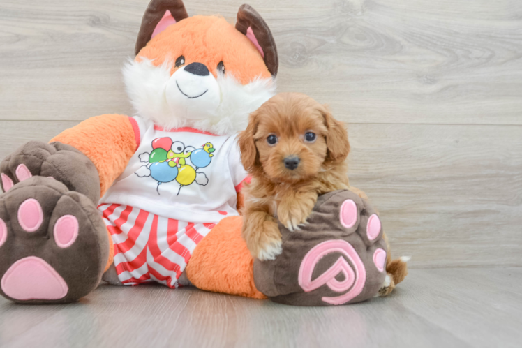 Funny Cavapoo Poodle Mix Pup