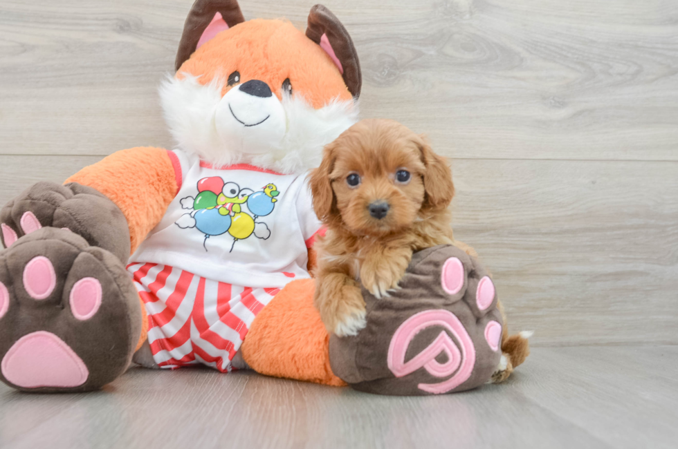 5 week old Cavapoo Puppy For Sale - Pilesgrove Pups