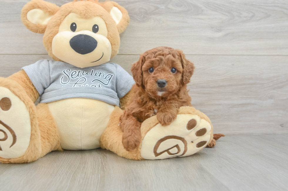 5 week old Cavapoo Puppy For Sale - Pilesgrove Pups