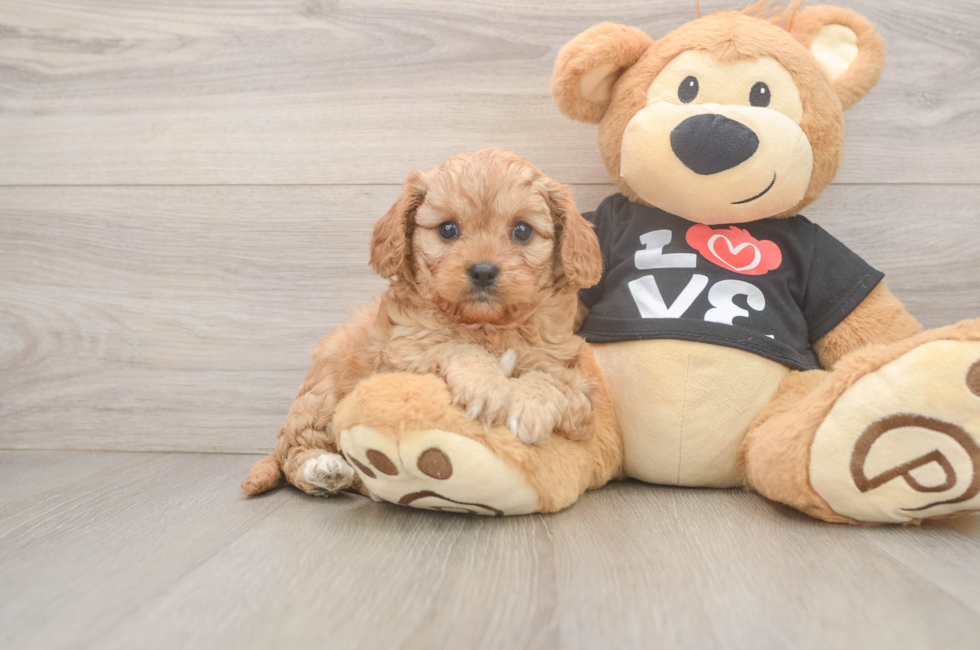 7 week old Cavapoo Puppy For Sale - Pilesgrove Pups