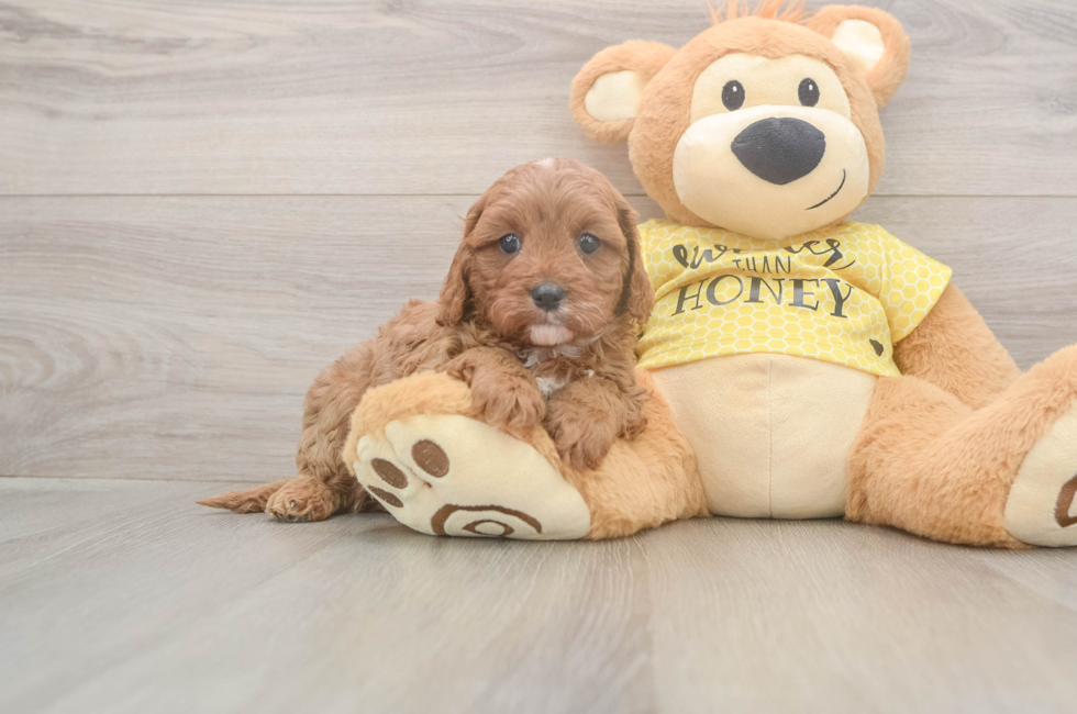 5 week old Cavapoo Puppy For Sale - Pilesgrove Pups