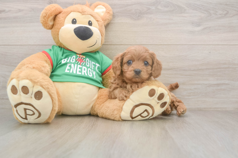 5 week old Cavapoo Puppy For Sale - Pilesgrove Pups