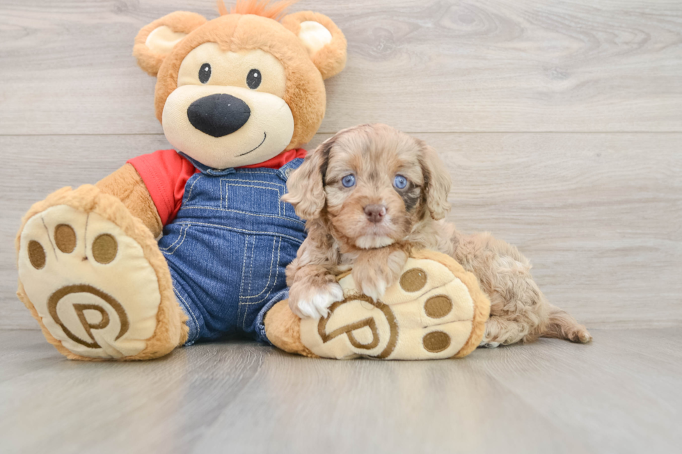 Cavapoo Pup Being Cute