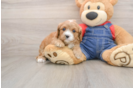 Adorable Cavalier King Charles Spaniel and Poodle Mix Poodle Mix Puppy