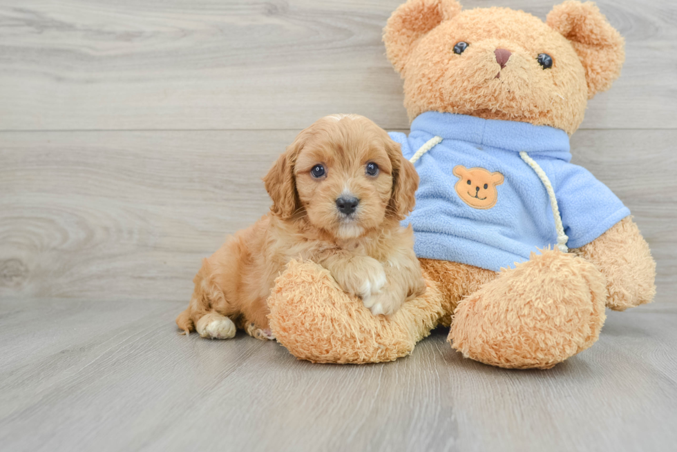 Sweet Cavapoo Baby