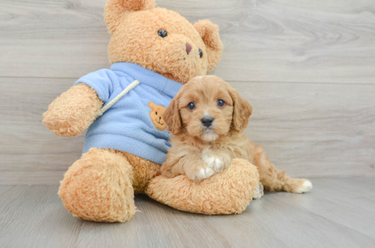 Cute Cavapoo Baby