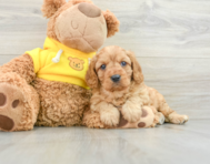 8 week old Cavapoo Puppy For Sale - Pilesgrove Pups