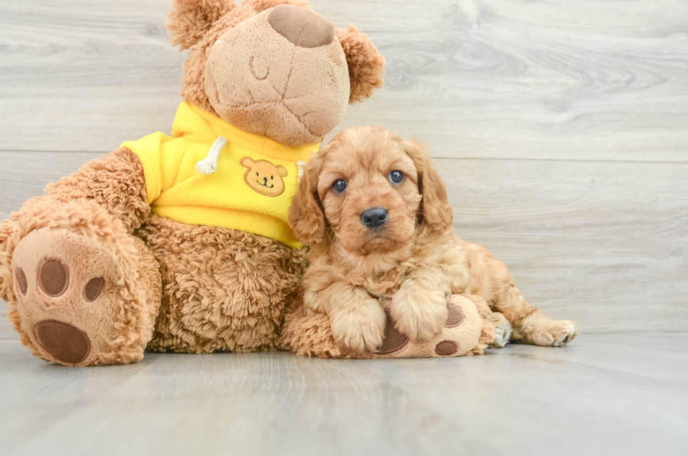 7 week old Cavapoo Puppy For Sale - Pilesgrove Pups