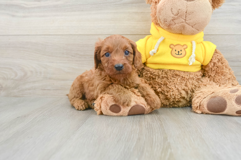 Fluffy Cavapoo Poodle Mix Pup