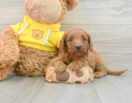 8 week old Cavapoo Puppy For Sale - Pilesgrove Pups