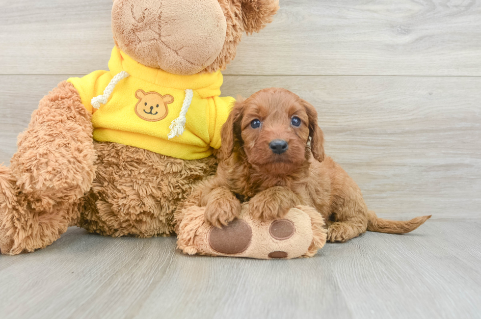 8 week old Cavapoo Puppy For Sale - Pilesgrove Pups