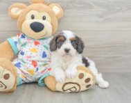 8 week old Cavapoo Puppy For Sale - Pilesgrove Pups