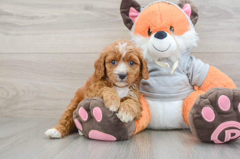 6 week old Cavapoo Puppy For Sale - Pilesgrove Pups