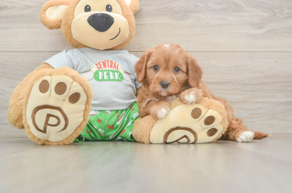 5 week old Cavapoo Puppy For Sale - Pilesgrove Pups