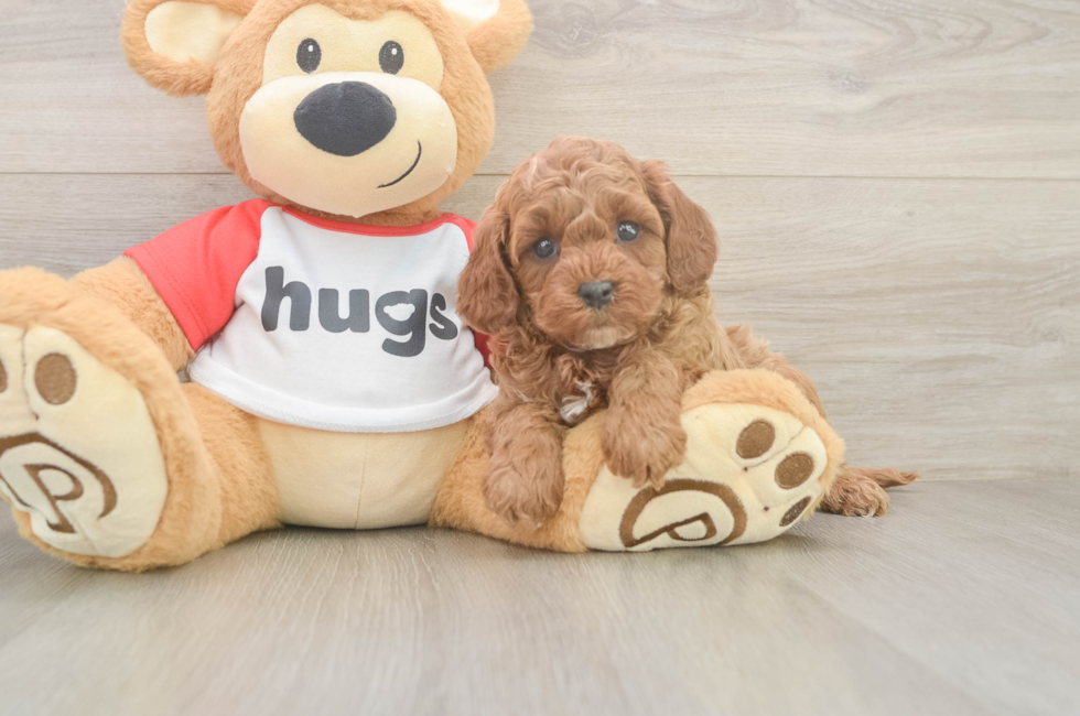 6 week old Cavapoo Puppy For Sale - Pilesgrove Pups