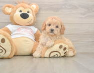 7 week old Cavapoo Puppy For Sale - Pilesgrove Pups