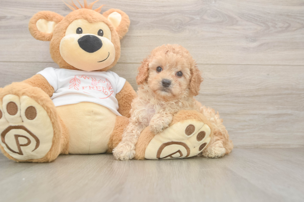 6 week old Cavapoo Puppy For Sale - Pilesgrove Pups