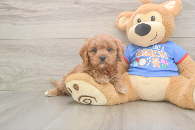 Cavapoo Pup Being Cute