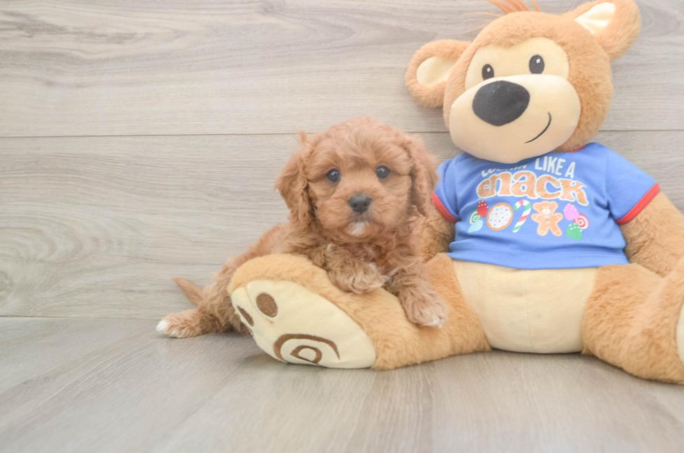 5 week old Cavapoo Puppy For Sale - Pilesgrove Pups