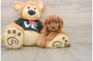 Sweet Cavapoo Baby