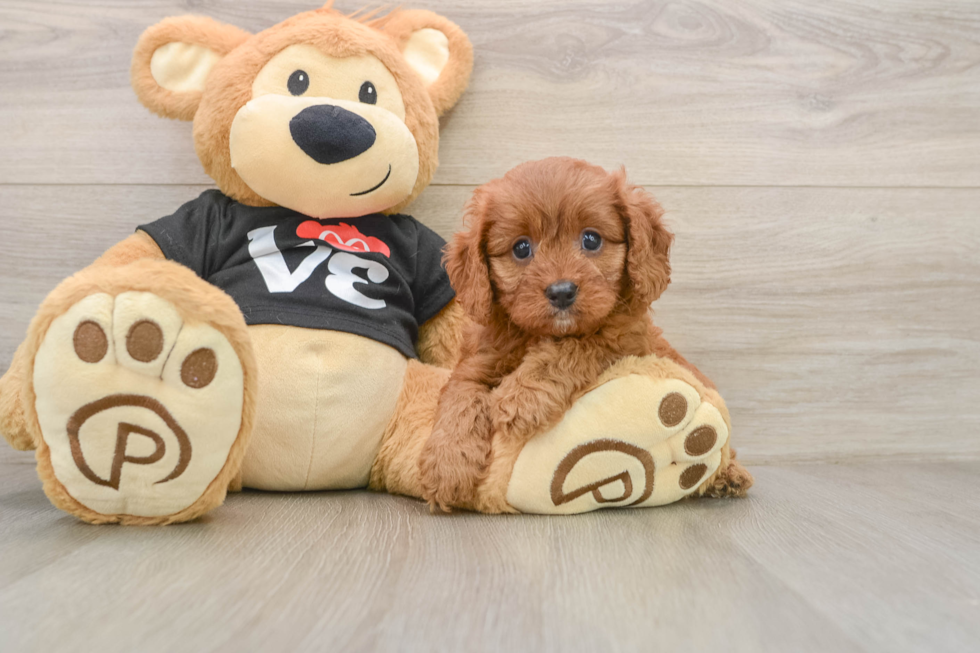 Sweet Cavapoo Baby