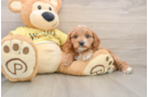 Cavapoo Puppy for Adoption
