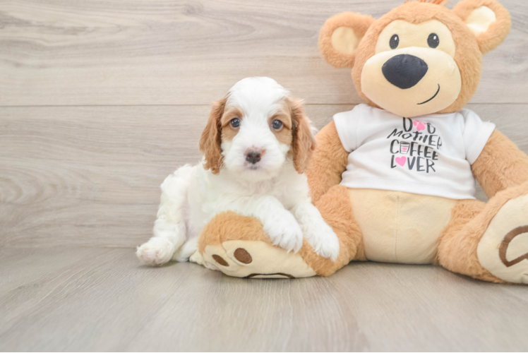 Playful Cavapoodle Poodle Mix Puppy